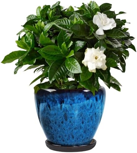 Ceramic Plant Pots With Saucer & Drainage Hole, 8 inch Indoor Flower Pots by Xoogifae