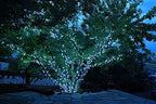 Novelty Lights 24FT 70 LED C6 Pure White Permanent Christmas Lights - Image 3