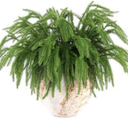 Rowfad Christmas Norfolk Pine Picks Artificial Greenery Branches, 100 Pcs - Image 7