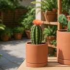 D'vine Dev 3-Pack Classic Terracotta Pots & Saucers, 5/6/8 in, 40-T-B-0 - Image 7