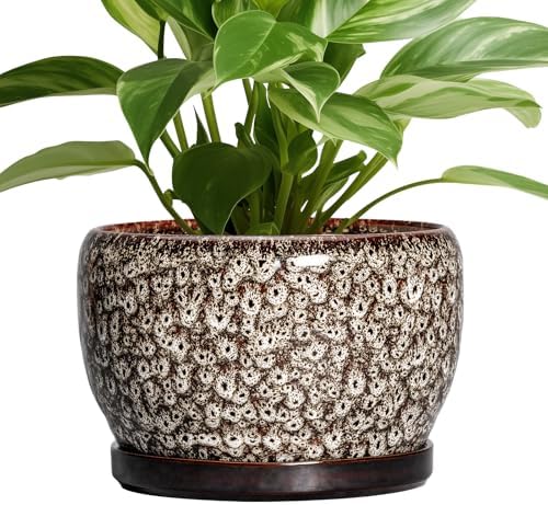 SQOWL Ceramic Planter - 8 inch Plant Pot Indoor with Drainage Hole and Plant Saucer, Round Ceramic Flower Pots Outdoor, Decorative Modern Planter, Office Kitchen Decor, Gifts for Women Men, White by SQOWL
