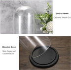 JUXYES 13.8 Inches Glass Display Dome Cloche with Black Wood Base, Clear Glass Dome Cloche Bell Terrarium Jar Glass Cloche Bell Jar Display for Plants Collectible Figure, 15x35cm - Image 4