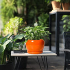 SQOWL Ceramic Pot for Plants - 8 Inch Plant Pot Indoor Outdoor, Modern Round Planter with Drainage Hole and Saucer, Decorative Planter for Flower, Office Decor, Garden Gifts for Women, Orange - Image 5