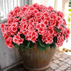 Hananona 12 Pcs Artificial Geranium Flowers for Outdoors Geranium Silk Flowers Outdoor UV Resistant Garden Plants Faux Flowers for Home Kitchen Table Centerpieces Decor (12, Peach) by HANANONA