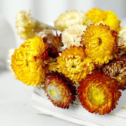 MIHUAGE Dried Flower 40PCS Daisy Bouquet 100% Natural Chrysanthemum Dry Flower for Vase Home décor Party DIY Arrangement Wheat Straw Bulk （Multi-Color） - Image 4