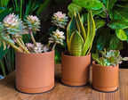D'vine Dev 3-Pack Classic Terracotta Pots & Saucers, 4/5/6 in, 40-T-A-0 - Image 2