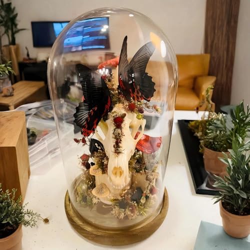 2 Pack Glass Cloche Display Dome, 10 Inch Large Decorative Glass Bell Jar, Clear Dome Showcase with Dark Brown Wooden Base, for Plants, Medals, Photos, Antique Collectibles, Mother's Day - Image 7