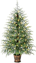 BLEUM CADE 4FT Small Norfolk Pine Tree with Lights, Christmas Tree by BLEUMCADE