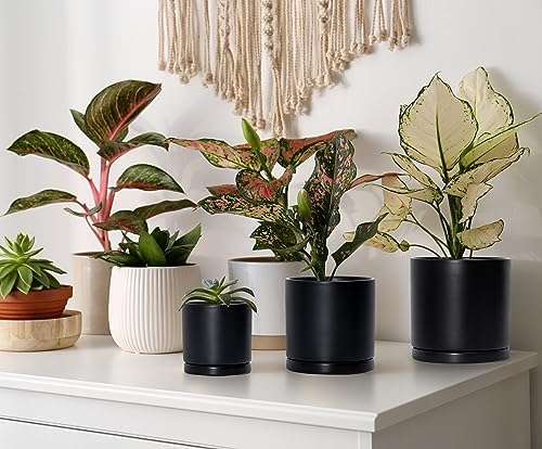 D'vine Dev 3-Pack Black Terracotta Pots & Saucers, 4/5/6 in, 40-T-A-2 - Image 6