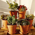 Terra Cotta Pots with Saucer- 6-Pack Large Clay Pots 5.5'' Ceramic Pottery Planter Cactus Flower Succulent Pot with Drainage Hole- Great for Plants,Crafts terra cotta planter - Image 5