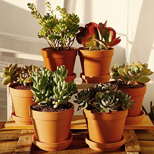 Terra Cotta Pots with Saucer- 6-Pack Large Clay Pots 5.5'' Ceramic Pottery Planter Cactus Flower Succulent Pot with Drainage Hole- Great for Plants,Crafts terra cotta planter - Image 5