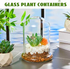 2 Pcs 4.7 x 6.3 Inch Clear Glass Dome Terrarium with Air Hole & Base - Image 5