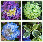 24 Inch Spring Wreath for Front Door, Artificial Hydrangea and Thistle Flowers, Spring and Summer Door Wreath with Lush Greenery, Summer Wreath for Indoor Outdoor Decor - Image 2