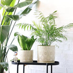 8 Inch + 6 Inch Indoor Plant Pot with Drainage Holes and Saucers, Ceramic Planter for Plants, Succulent Orchid Flower Pots - Image 5