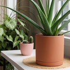 D'vine Dev 3-Pack Classic Terracotta Pots & Saucers, 6/8/10 in, 40-T-C-0 - Image 7