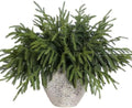 64Pcs 18"Lifelike Touch Artificial Christmas Norfolk Pine Branches for Vase by YXZZWL