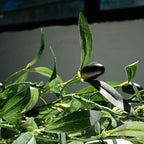 4 Strands Faux Olive Branches Garland 67IN Greenery Garland for Table Decor - Image 4