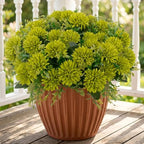 lovemoon 12Pcs Artificial Chrysanthemum Flowers, Real Touch Skil Green Mums by Lovemoon