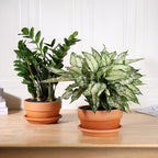 INGOFIN 8 Inch Terracotta Shallow Pots Set with Saucer - Ceramic Clay Pots with Drainage Hole, Terra Cotta Pot for Plants for Indoor Outdoor Plants, Set of 2 - Image 6