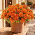 lovemoon 12 Pcs Outdoor Artificial Mum Marigold Flowers for Day of the Dead by Lovemoon
