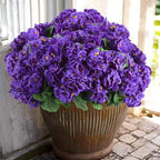 Hananona 12 Pcs Artificial Geranium Flowers for Outdoors Geranium Silk Flowers Outdoor UV Resistant Garden Plants Faux Flowers for Home Kitchen Table Centerpieces Decor (12, Purple) by HANANONA