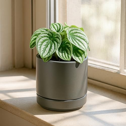 D'vine Dev 4-Pack Ceramic Pots with Saucers, Grey, 4.7 in, 94-X-B-3 - Image 7