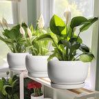 SQOWL Ceramic Planters for Indoor Plants - 8 Inch Plants Pot, Round Outdoor Flower Pot with Drainage Hole and Saucer, Decorative Modern Planter, Kitchen Decor, House Gifts, White - Image 6