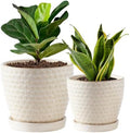Plant Pots, Flower Pots, Planters for Indoor Plants(6.5+5.5inch), Flower Pots for Indoor Plant with Drainage Hole and Saucer, Ceramic Pots for Plants with Hole Mesh Pad,Reactive Glaze White by Swkien