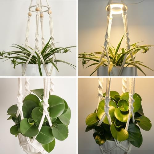 Macrame Plant Hangers - Beautiful Plants in Low Light - Image 5
