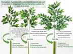 32pcs Italian Ruscus Greenery Stems 68cm Artificial Smilax Greenery Branch - Image 5