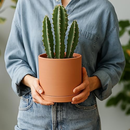 D'vine Dev 3-Pack Classic Terracotta Pots & Saucers, 5/6/8 in, 40-T-B-0 - Image 6