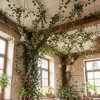 Bucherry 68.9 ft Artificial Hanging Vines for Ceiling Decor - Image 6