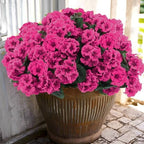 Hananona 12 Pcs Artificial Geranium Flowers for Outdoors Geranium Silk Flowers Outdoor UV Resistant Garden Plants Faux Flowers for Home Kitchen Table Centerpieces Decor (12, Rose Red) by HANANONA