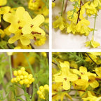 24 Inch Spring Wreath for Front Door, Artificial Yellow Forsythia Flower Grapevine Wreath for All Seasons - Farmhouse Indoor Outdoor Decor for Porch, Wall, Easter & Summer - Image 3