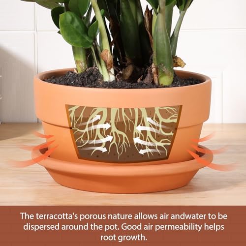 INGOFIN 8 Inch Terracotta Shallow Pots Set with Saucer - Ceramic Clay Pots with Drainage Hole, Terra Cotta Pot for Plants for Indoor Outdoor Plants, Set of 2 - Image 4
