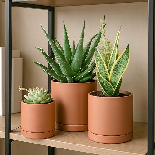 D'vine Dev 3-Pack Classic Terracotta Pots & Saucers, 4/5/6 in, 40-T-A-0 - Image 6