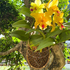 Handmade 100% Thai Bamboo 6 Inch Signature Super Sanctuary SIAM Orchid Hanging Basket with Nursery Grade Coconut Shell Staves Coir Pith Sponge & Husk Mulch - Image 5