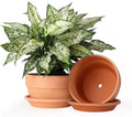 INGOFIN 8 Inch Terracotta Shallow Pots Set with Saucer - Ceramic Clay Pots with Drainage Hole, Terra Cotta Pot for Plants for Indoor Outdoor Plants, Set of 2 by INGOFIN