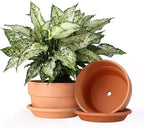 INGOFIN 8 Inch Terracotta Shallow Pots Set with Saucer - Ceramic Clay Pots with Drainage Hole, Terra Cotta Pot for Plants for Indoor Outdoor Plants, Set of 2 by INGOFIN