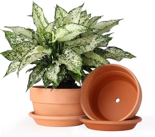 INGOFIN 8 Inch Terracotta Shallow Pots Set with Saucer - Ceramic Clay Pots with Drainage Hole, Terra Cotta Pot for Plants for Indoor Outdoor Plants, Set of 2 by INGOFIN