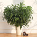 Montekin 4 Pcs 36 Inch Real Touch Christmas Norfolk Pine Branches by Montekin