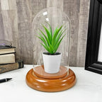 Plymor 4" x 7" Glass Display Dome Cloche (Oak Wood Base) - Image 4