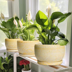 SQOWL Ceramic Planters for Indoor Plants - 10 Inch Plant Pot with Drainage Hole and Saucer, Round Ceramic Flower Pot Outdoor, Decorative Large Planter, Office Decor, Gifts for Women Men, Yellow - Image 6