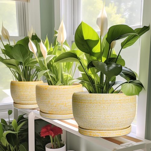 SQOWL Ceramic Planters for Indoor Plants - 10 Inch Plant Pot with Drainage Hole and Saucer, Round Ceramic Flower Pot Outdoor, Decorative Large Planter, Office Decor, Gifts for Women Men, Yellow - Image 6