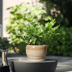 SQOWL Ceramic Pot for Plants - 6 Inch Indoor Planter with Drainage Hole and Tray, Round Modern Flower Pot Outdoor, Decorative Succulent Planter, Kitchen Decor, Gifts for Plant Lovers, Yellow - Image 4