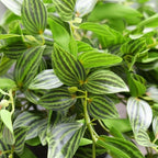 FiveSeasonStuff Watermelon Peperomia Real Touch Hanging Plant, 2 Stems - Image 5