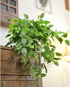 FiveSeasonStuff Watermelon Peperomia Real Touch Hanging Plant, 2 Stems - Image 7