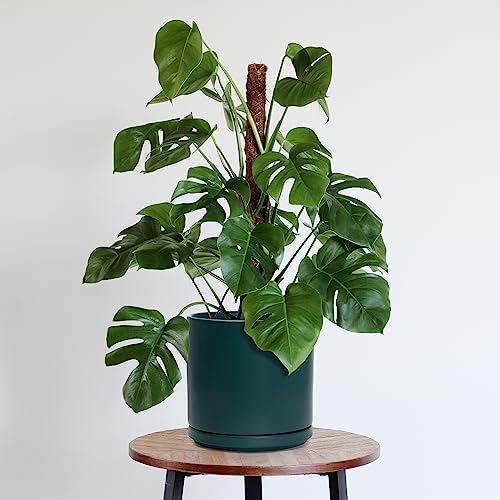 D'vine Dev 10 Inch Ceramic Planter Pot, Teal, 94-O-E-9 - Image 5