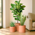 D'vine Dev 3-Pack Classic Terracotta Pots & Saucers, 8/10/12 in, 40-T-D-0 - Image 2