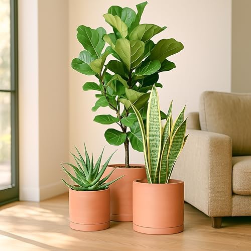 D'vine Dev 3-Pack Classic Terracotta Pots & Saucers, 8/10/12 in, 40-T-D-0 - Image 2
